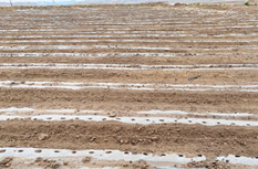 在大豆種植前蘭州附近非常幹旱的土地